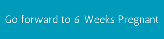 Go forward to 6 weeks pregnant - motherhooddiaries