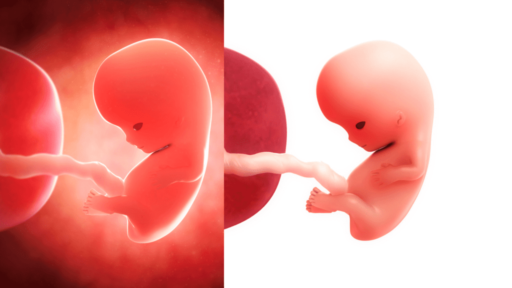 9 weeks pregnant - pictures of baby