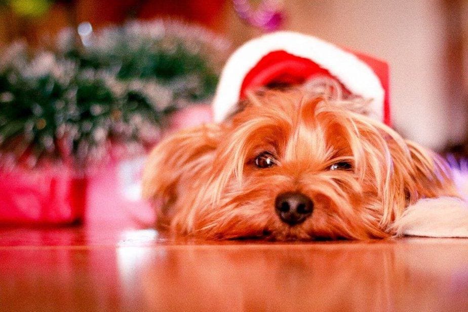 How to Introduce Your Puppy to a New Home