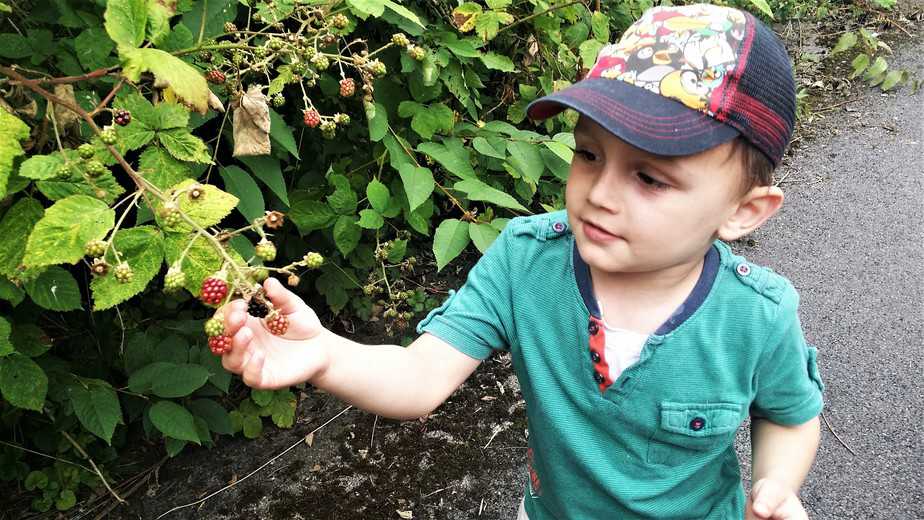 Make the most of blackberry season - motherhooddiaries