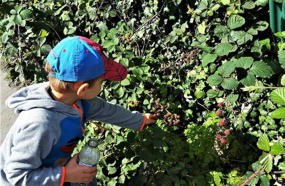 Blackberry picking with Aidan - motherhooddiaries