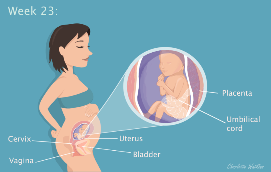 23 weeks pregnant - the science part