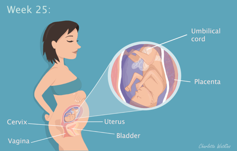 25 weeks pregnant - the science part