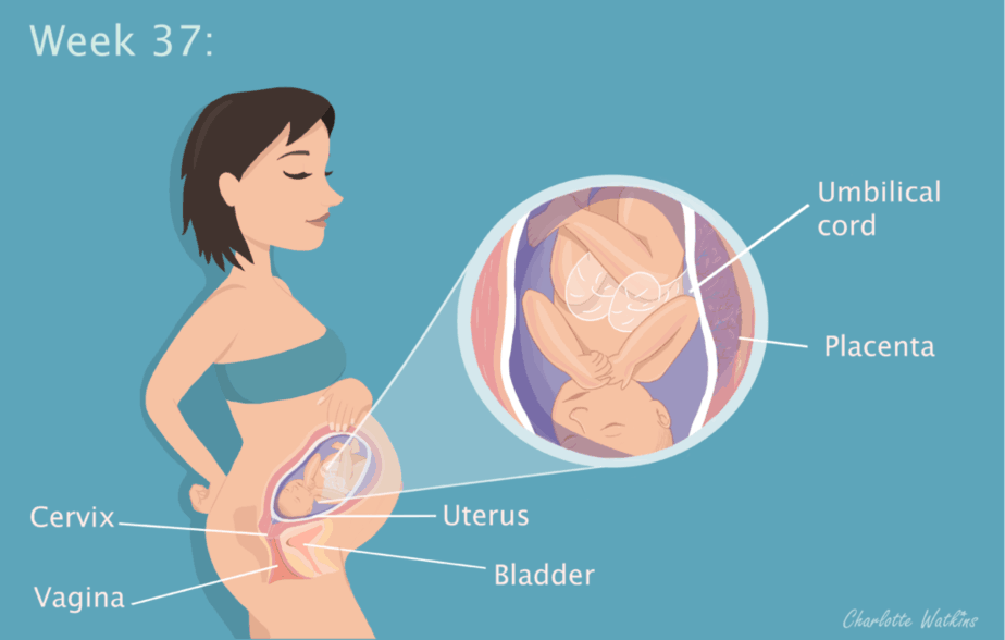 37 weeks pregnant - the science part
