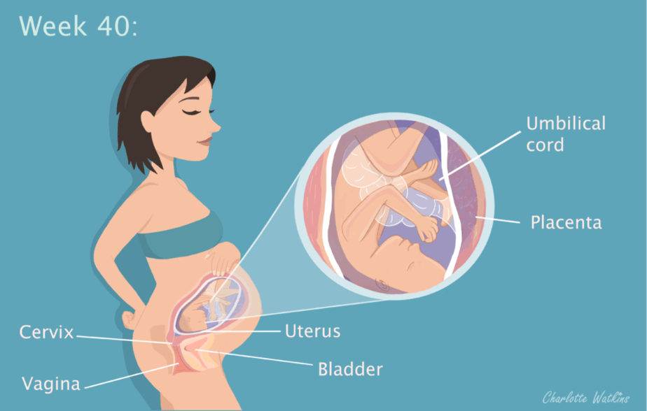 40 weeks pregnant - The science part