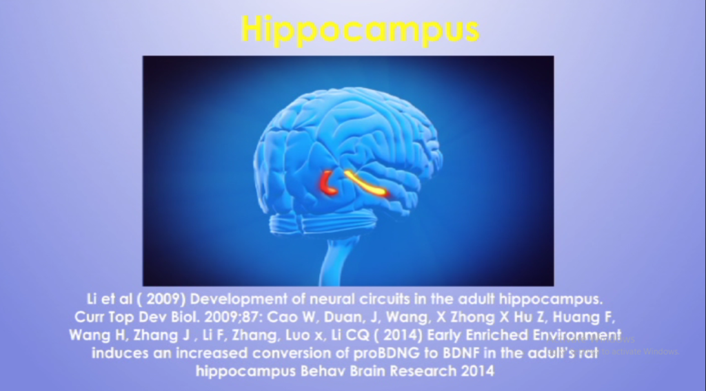 Hippocampus
