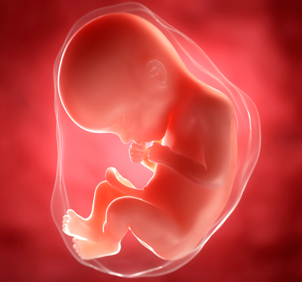 22 weeks pregnant foetus